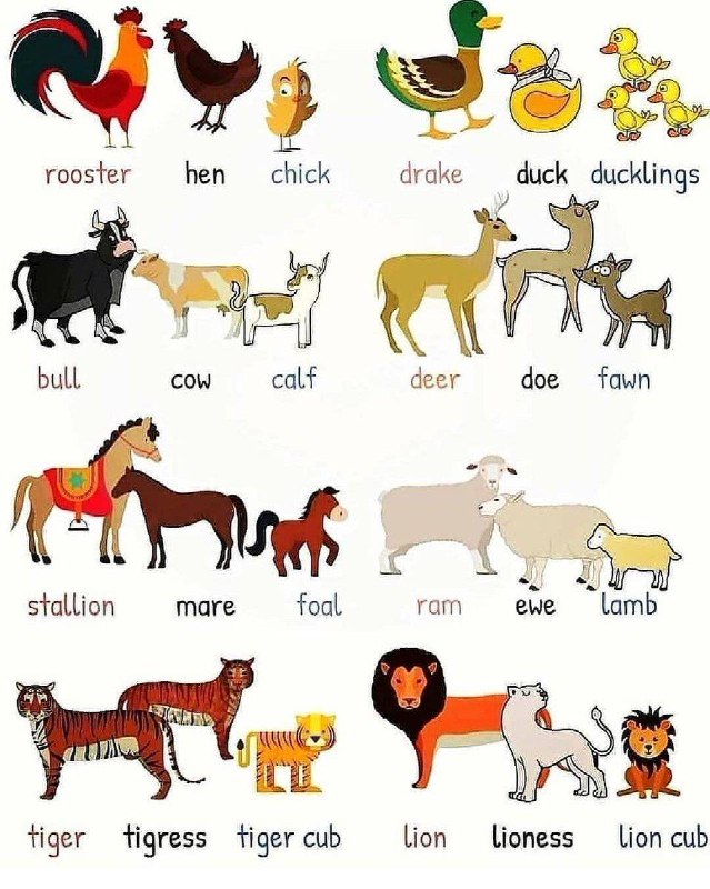 Animals & Their Babies #外语