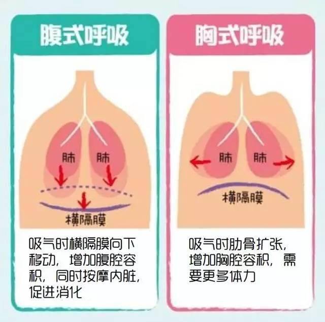 #生活  「腹式呼吸为什么能缓解焦虑？」之前我们科普过，真的强烈建议大家多做腹式呼吸，它是一个强大的抗病“工具箱”
