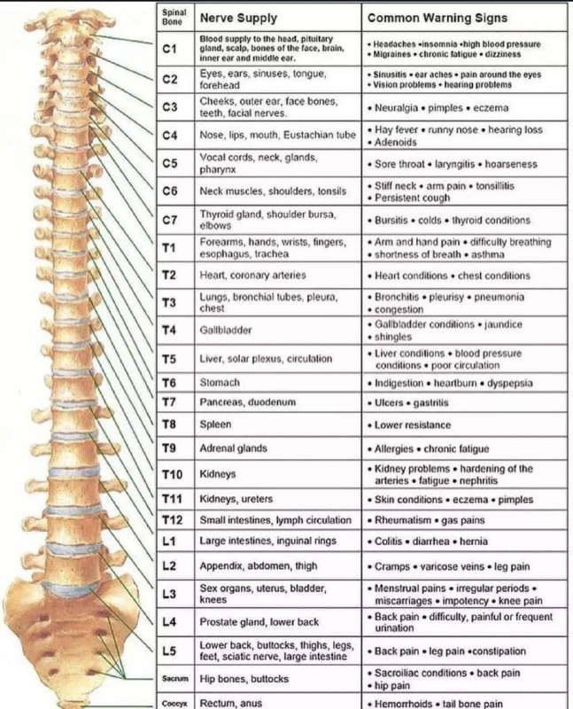 #健康 Spinal nerves function